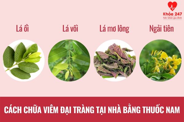 Cách chữa viêm đại tràng tại nhà bằng thuốc nam