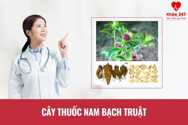 Cây thuốc nam bạch truật chữa bệnh viêm đại tràng