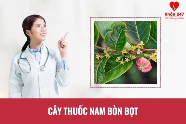 Cây thuốc nam bòn bọt chữa bệnh viêm đại tràng