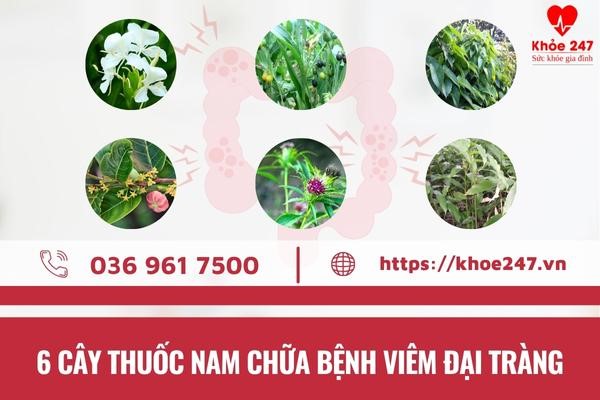 Cây thuốc nam chữa bệnh viêm đại tràng