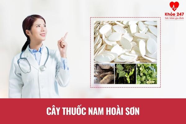 Cây thuốc nam hoài sơn chữa bệnh viêm đại tràng