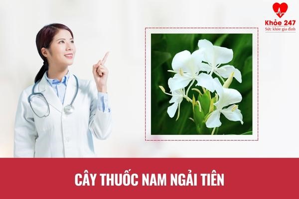 Cây thuốc nam ngải tiên chữa bệnh viêm đại tràng