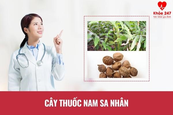 Cây thuốc nam sa nhân chữa bệnh viêm đại tràng