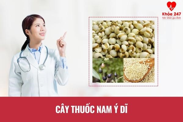 Cây thuốc nam ý dĩ chữa bệnh viêm đại tràng