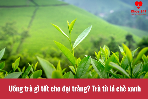 Lá chè xanh rất tốt cho đại tràng