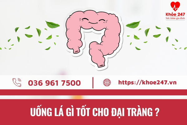 Uống lá gì tốt cho đại tràng là băn khoăn của rất nhiều người bệnh