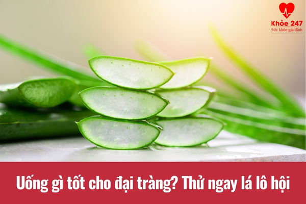 Thử ngay lá lô hội cho tình trạng bệnh đại tràng