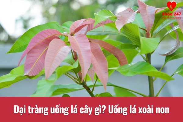 Lá xoài non được nhiều người bệnh đại tràng sử dụng