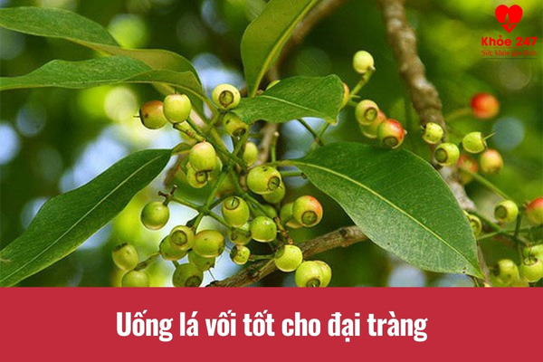 Nước lá vối tốt cho đại tràng